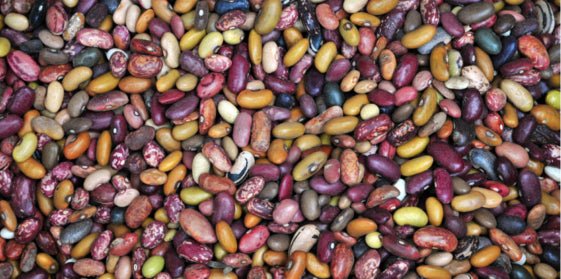 5 Affordable Protein Sources - BlenderBottle