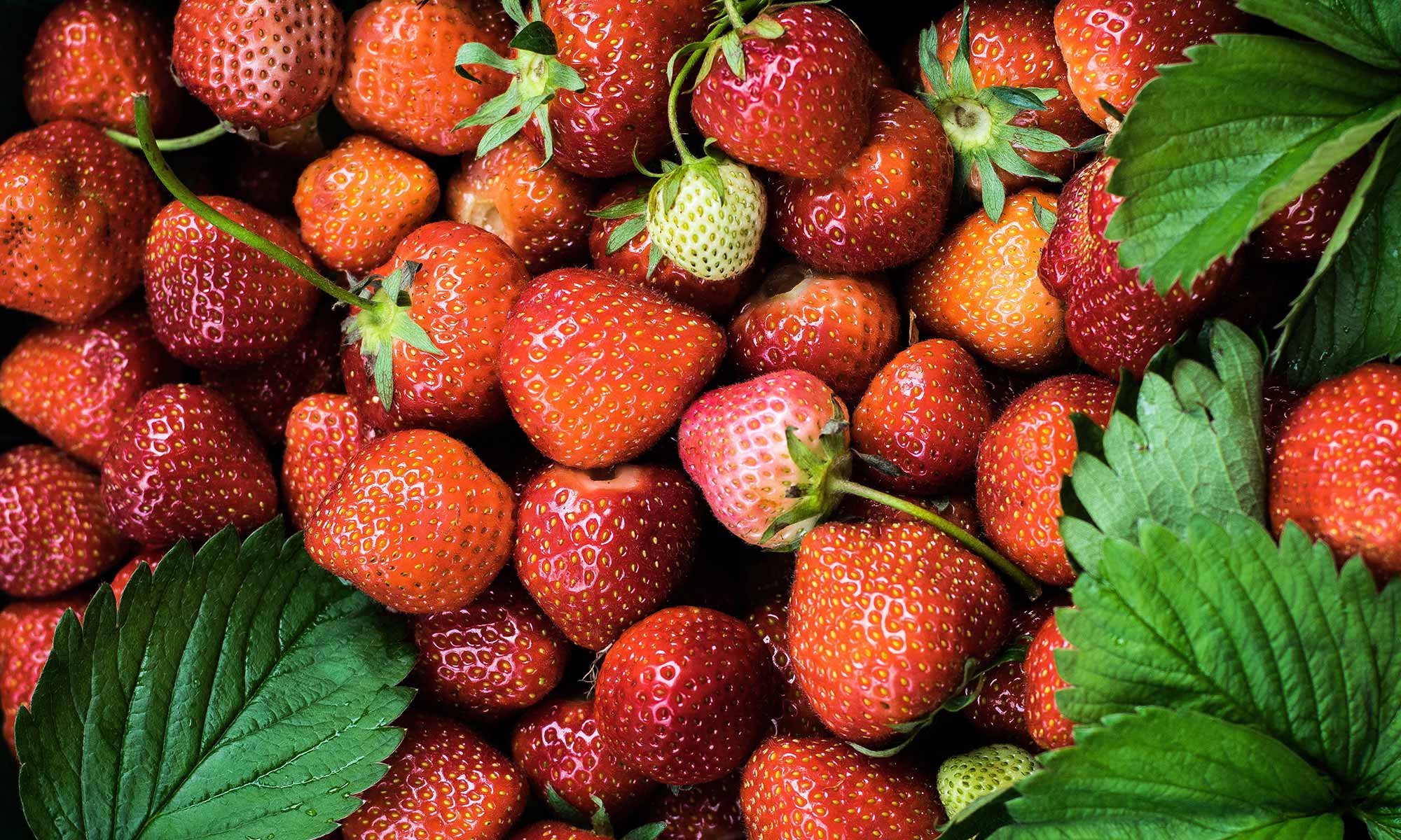 Strawberry Margarita Protein Smoothie - BlenderBottle