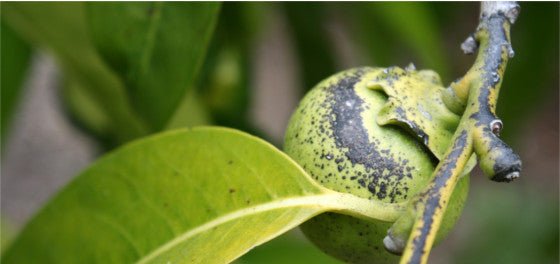 The Chocolate Fruit: The Black Sapote - BlenderBottle