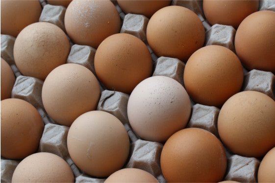 The Low Down on Eggs - BlenderBottle